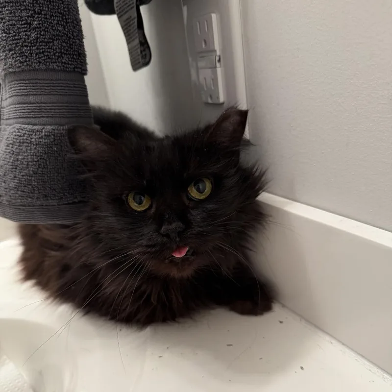 A senior medium-sized female Black Domestic Long Hair cat named Fuzzy for adoption in Harrisonburg, VA