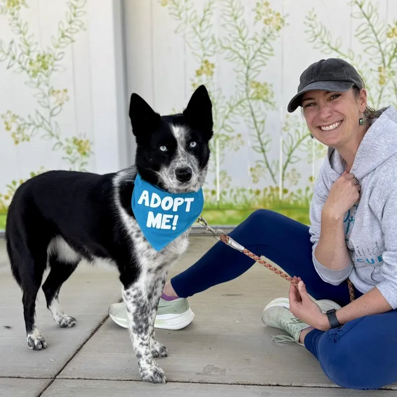 An adult medium-sized female Gray / Blue / Silver Australian Cattle Dog / Blue Heeler dog named Stormie for adoption in Pacific Grove, CA