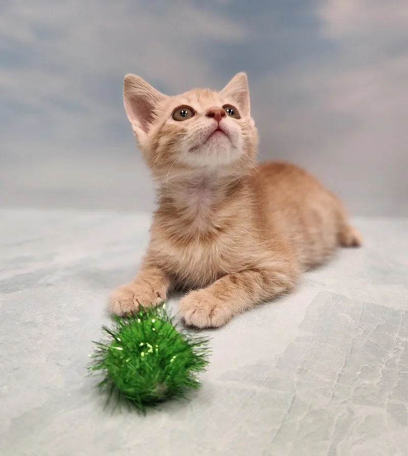 A young medium-sized male Domestic Short Hair cat named Wreck it Ralph for adoption in Charleston, SC