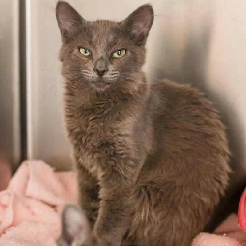 A baby small-sized female Gray / Blue / Silver Domestic Short Hair cat named Prudence for adoption in Los Angeles, CA