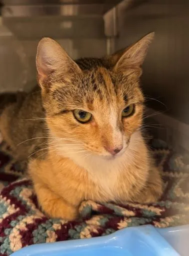 A young medium-sized female Domestic Short Hair cat named Sophie for adoption in Baytown, TX