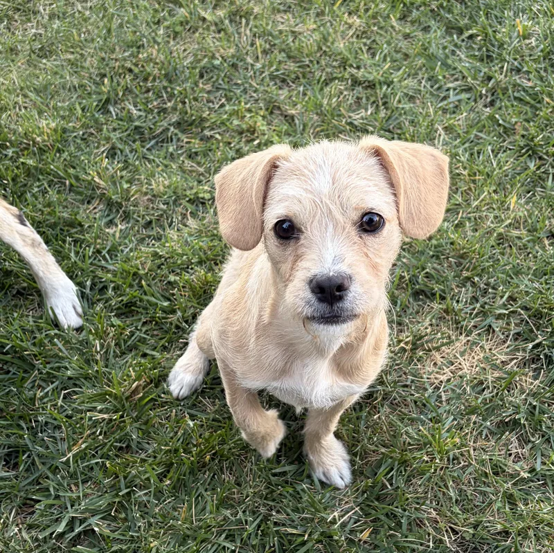 A baby small-sized female Terrier dog named Hazel for adoption in Penryn, CA