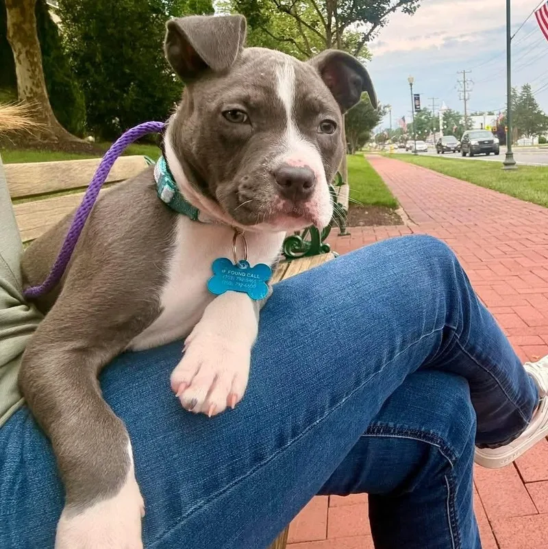 A baby medium-sized female Gray / Blue / Silver Pit Bull Terrier dog named Stormi for adoption in Manassas, VA