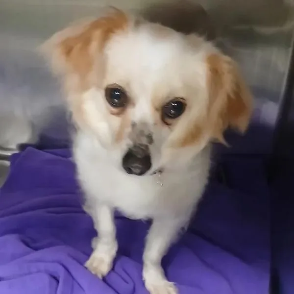 Mochi