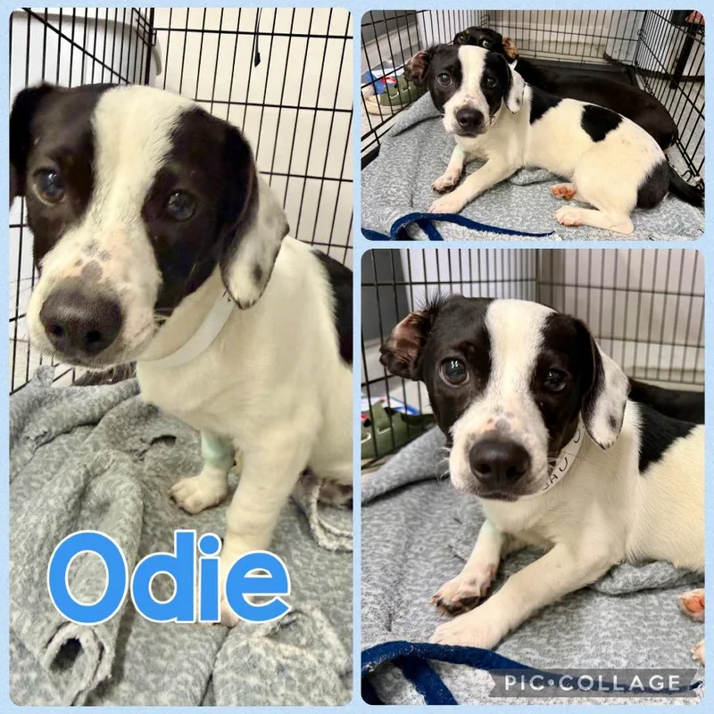 A young small-sized male White / Cream Jack Russell Terrier dog named Odin for adoption in Opelika, AL