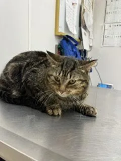 An adult small-sized male Domestic Short Hair cat named Buster for adoption in South Bend, IN