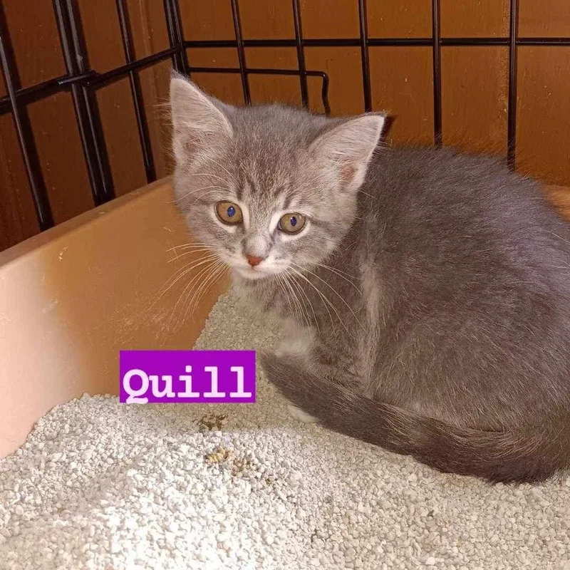 A young medium-sized female Tabby cat named Quill for adoption in Utica, MI