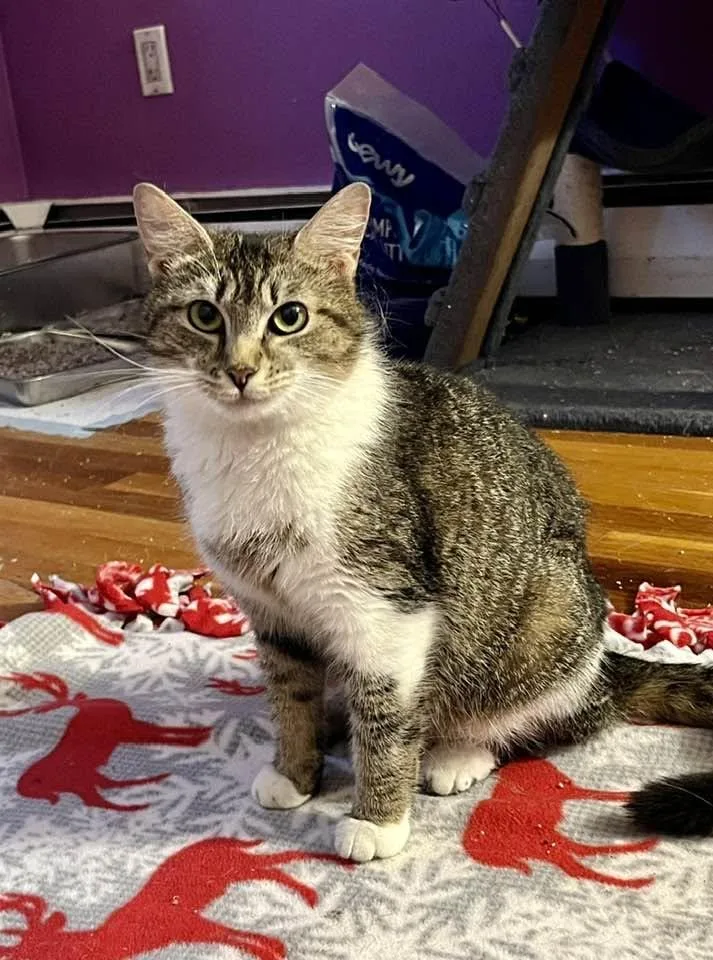 An adult medium-sized female Domestic Short Hair cat named Brooklyn for adoption in Enfield, CT