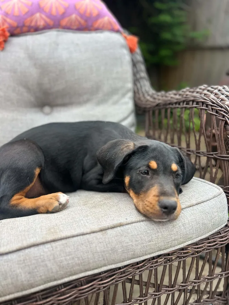Roxie