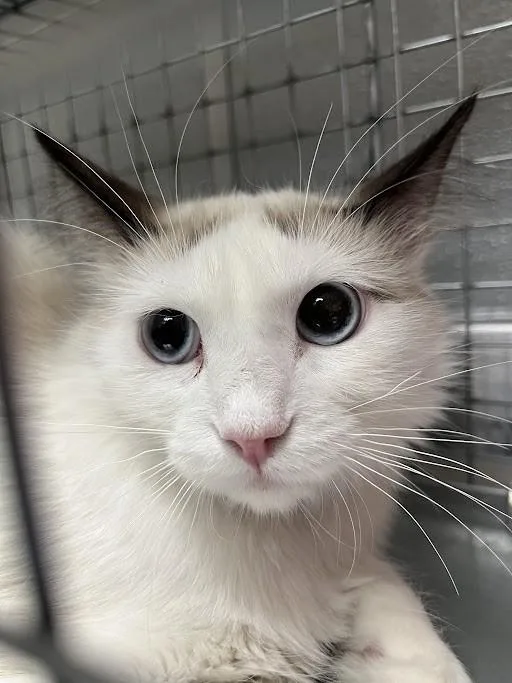 A young small-sized female Domestic Long Hair cat named Haru for adoption in Las Vegas, NV
