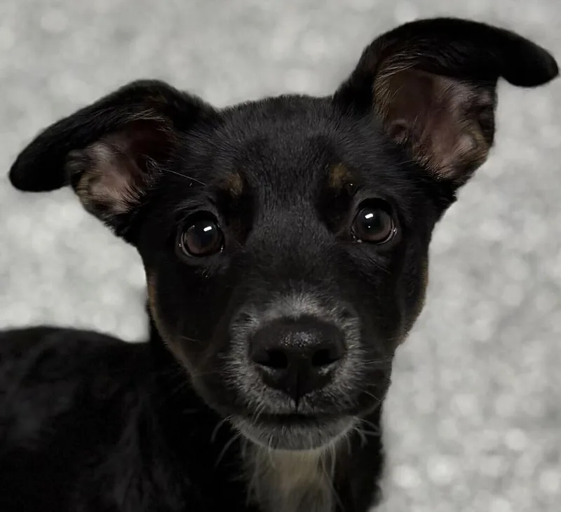 A baby medium-sized female Mixed Breed dog named Sabrina for adoption in Jackson, MI