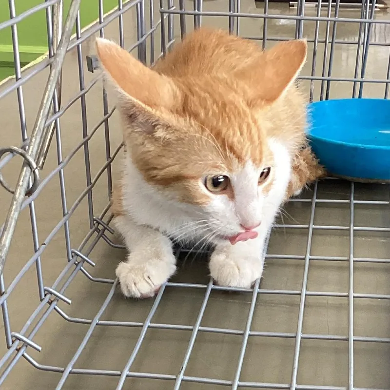 A baby small-sized male Domestic Short Hair cat named Haruki for adoption in Montgomery, AL