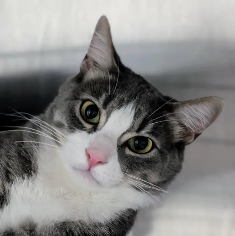 A young medium-sized male Domestic Short Hair cat named Lawrence for adoption in Shoreline, WA
