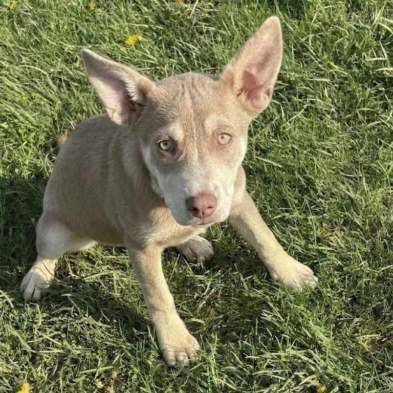 A baby medium-sized female Brown / Chocolate Husky dog named Rumi for adoption in South Elgin, IL