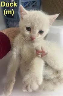 A baby medium-sized male White Domestic Short Hair cat named Duck for adoption in Saugerties, NY