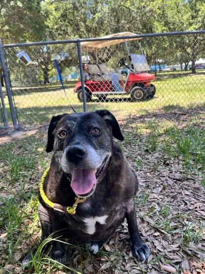 An adult extra large-sized female Mixed Breed dog named Ellen for adoption in Vero Beach, FL