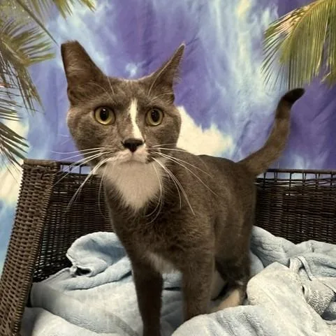 A young large-sized male Gray / Blue / Silver Domestic Short Hair cat named Shadow for adoption in Henderson, NV