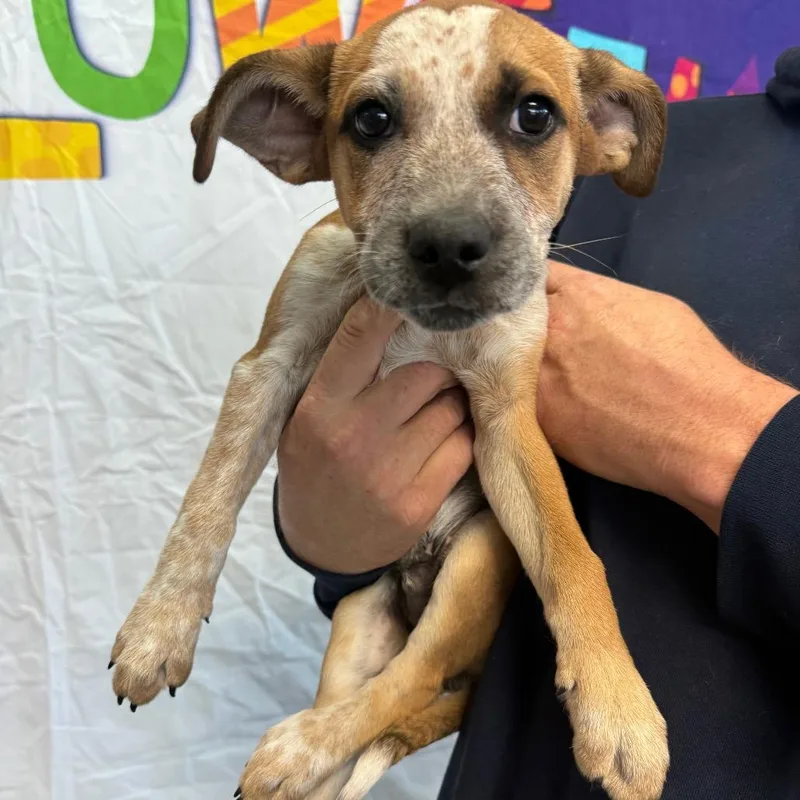 A baby medium-sized male Yellow / Tan / Blond / Fawn Australian Shepherd dog named Dorito for adoption in Normal, IL