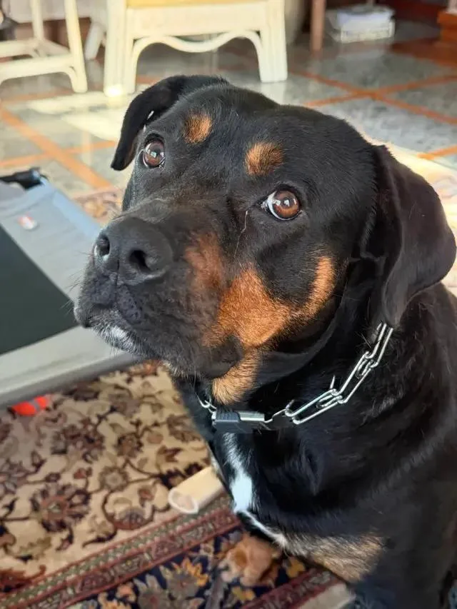 An adult large-sized female Rottweiler dog named Nana Banana for adoption in Polk, OH