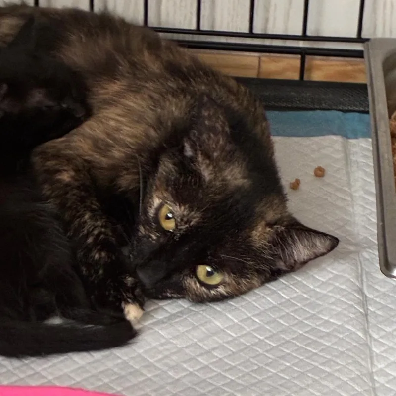 A young medium-sized female Tortoiseshell Domestic Short Hair cat named Tide for adoption in Hattiesburg, MS