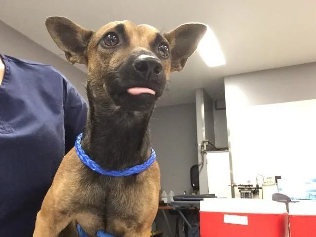 A young small-sized male Chihuahua dog named Jordan for adoption in Thousand Palms, CA