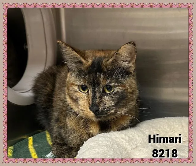 An adult medium-sized female Tortoiseshell Domestic Short Hair cat named Himari for adoption in Marietta, GA
