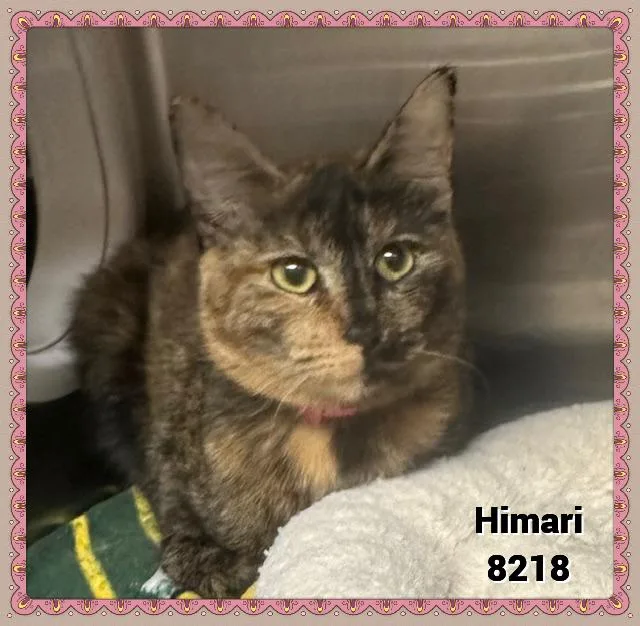 Himari thumbnail 3