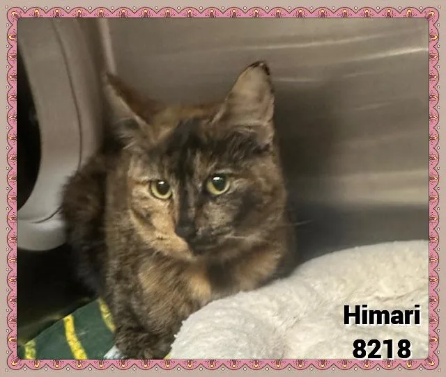 Himari thumbnail 4