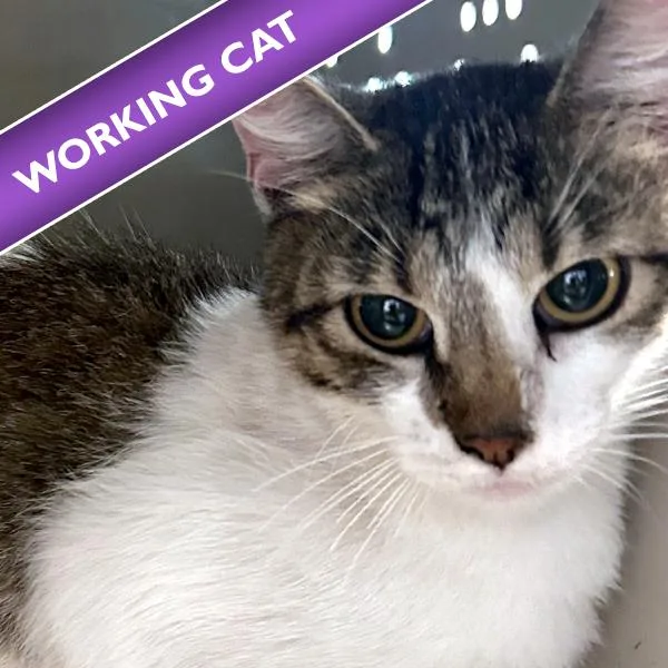 An adult small-sized female Domestic Short Hair cat named Monarch for adoption in Des Moines, IA