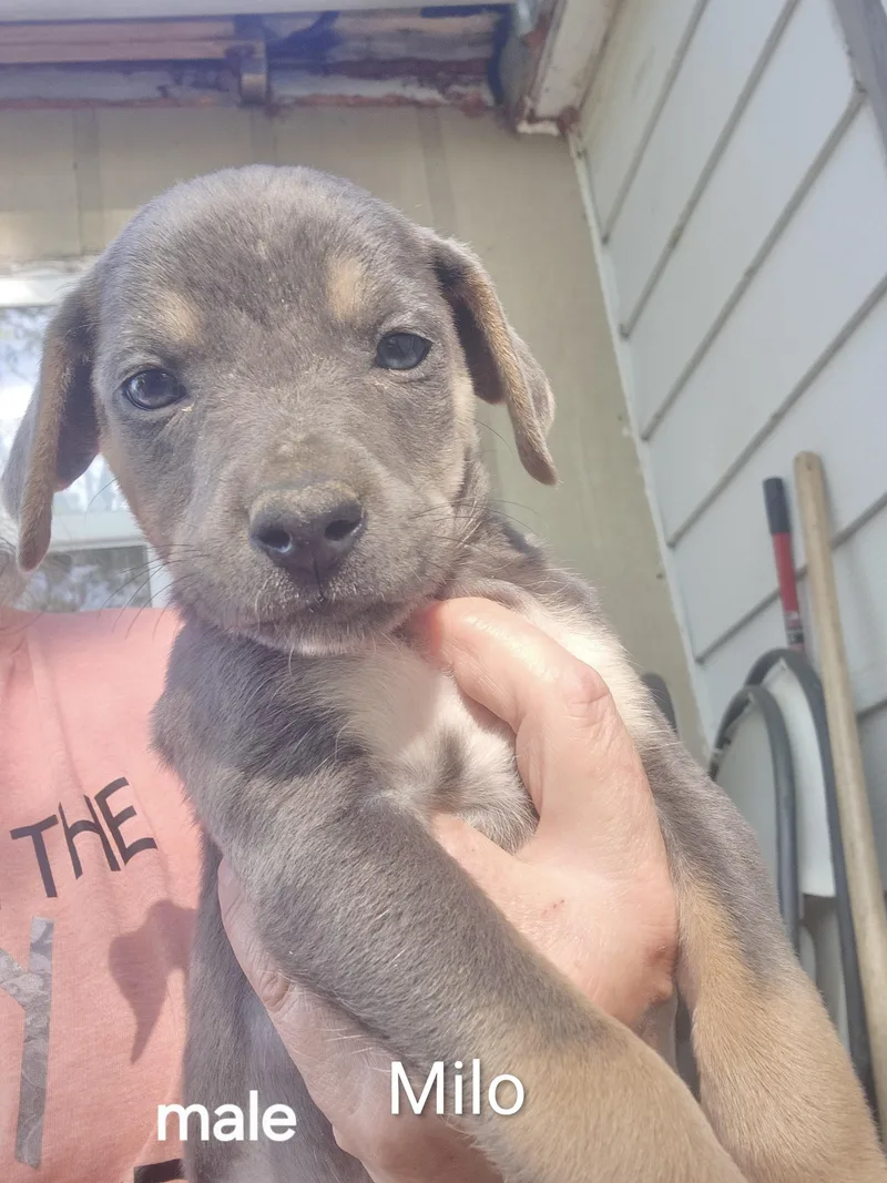 A baby medium-sized male Chihuahua dog named Milo for adoption in Manchester, CT