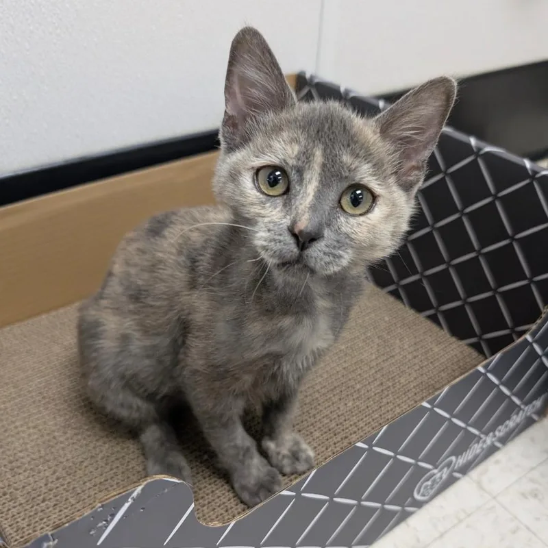A baby small-sized female Domestic Medium Hair cat named Tanya Tough Knuckles Meatloaf for adoption in Sunnyvale, CA