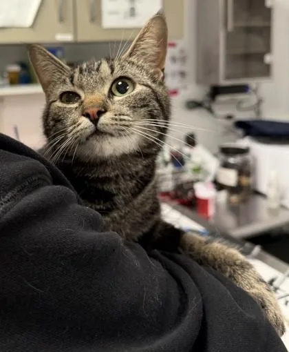An adult medium-sized female Domestic Short Hair cat named Mage for adoption in West Chester, PA