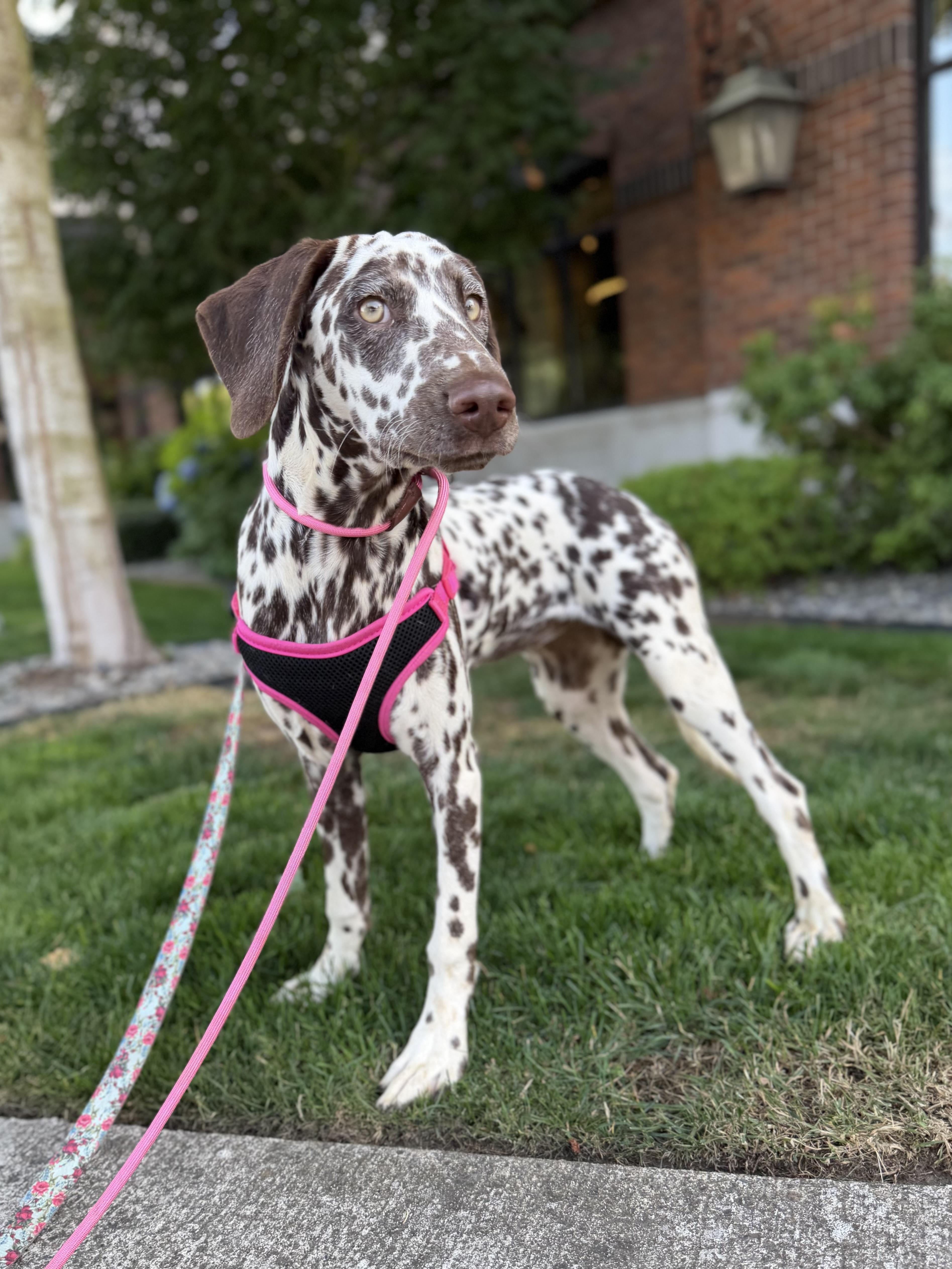 A baby medium-sized female Brown / Chocolate Dalmatian dog named Dottie for adoption in lynnwood , WA