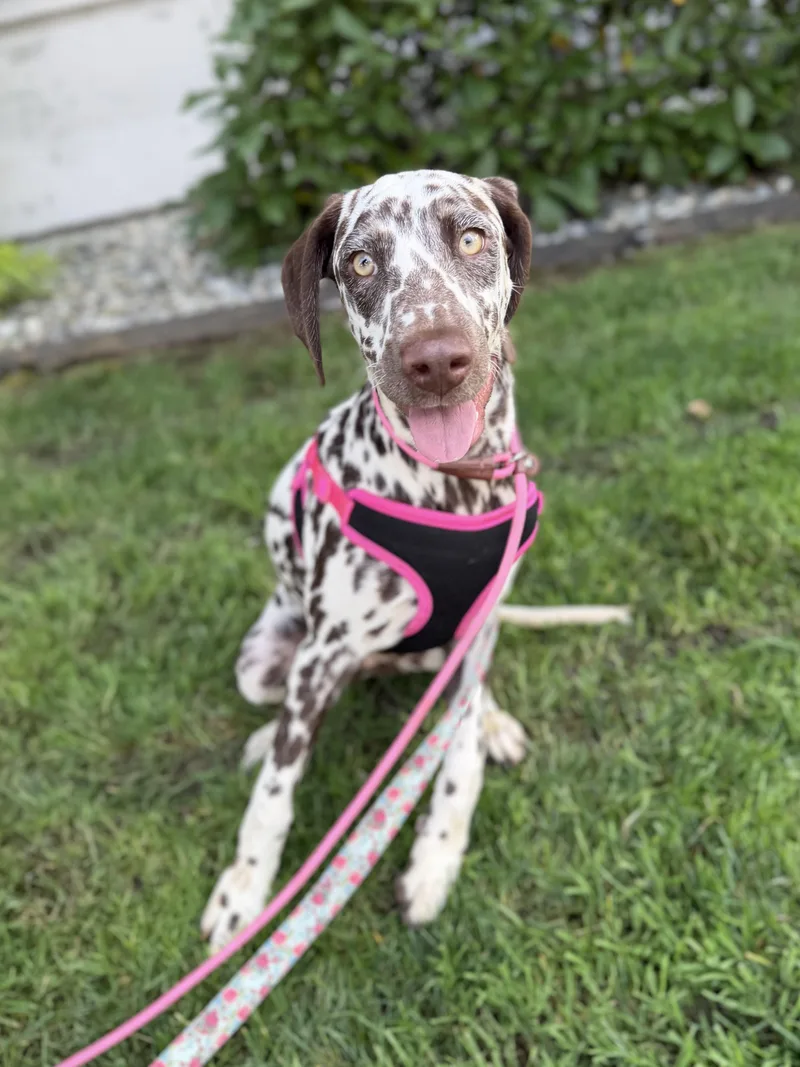Dottie thumbnail 2