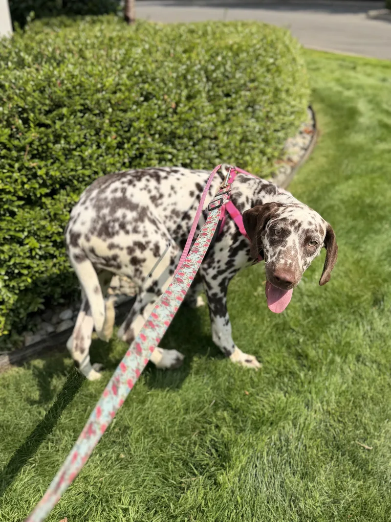 Dottie thumbnail 3