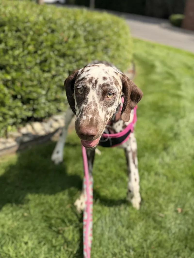 Dottie thumbnail 4