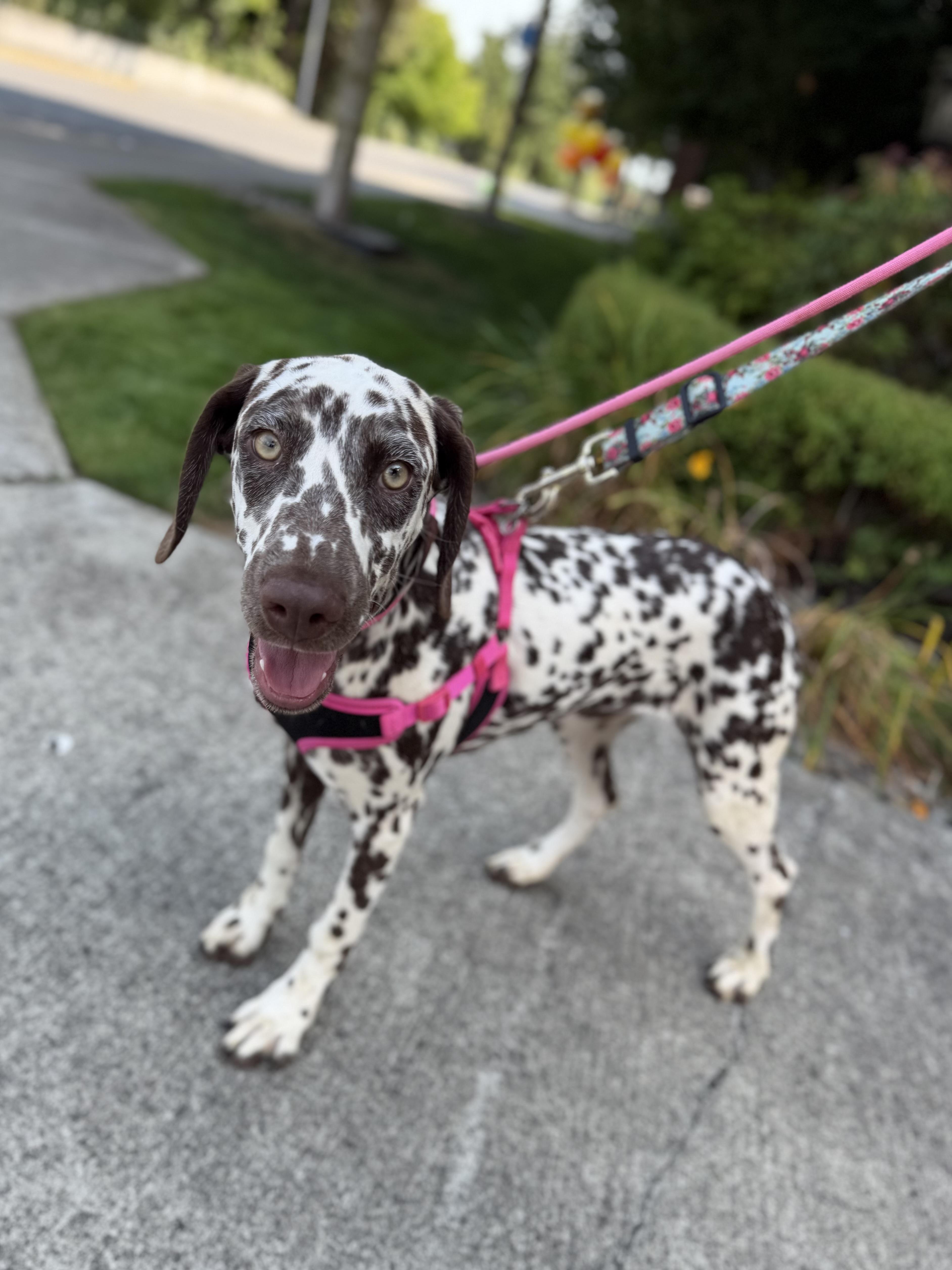 Dottie thumbnail 5