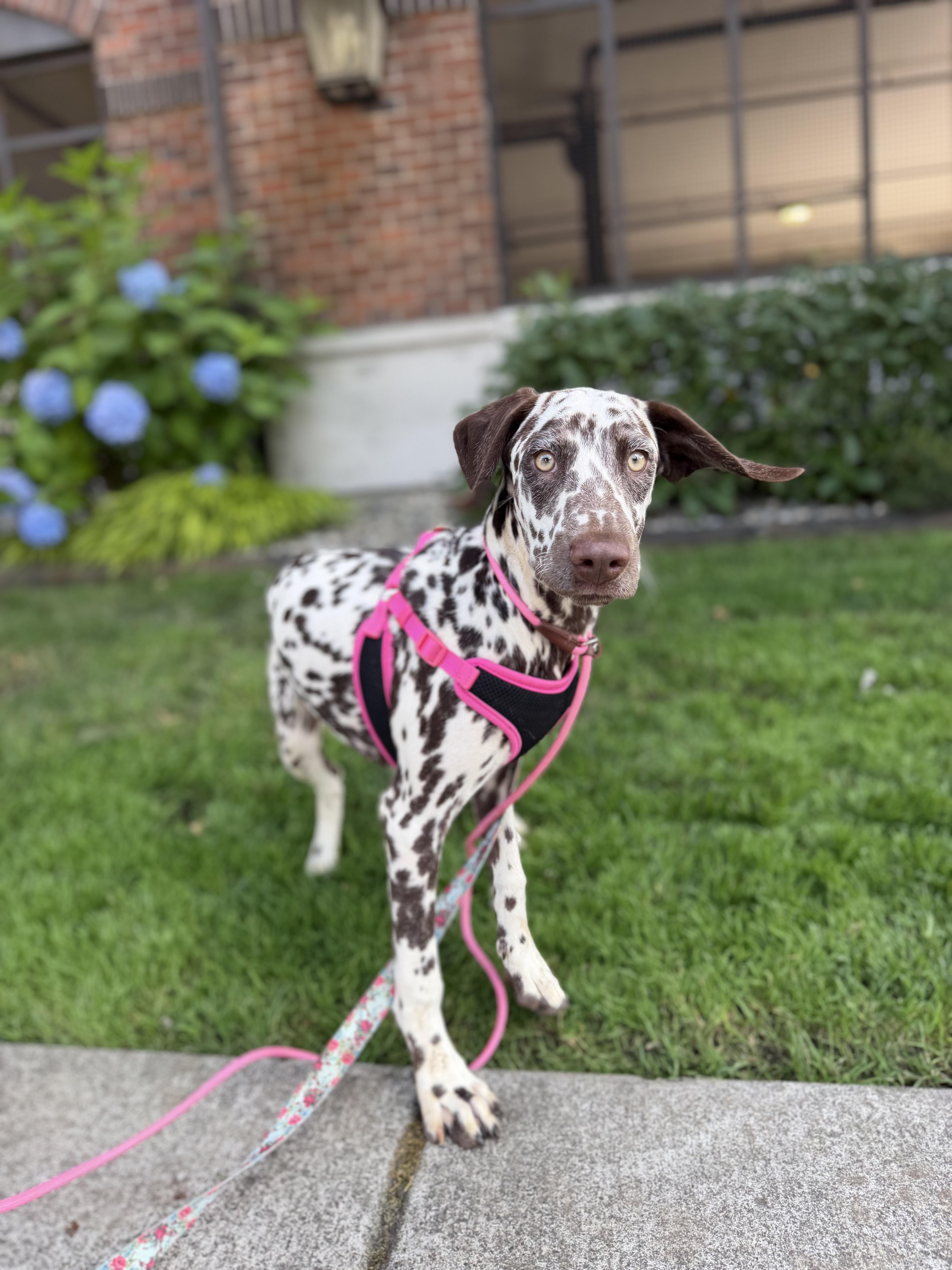 Dottie thumbnail 6