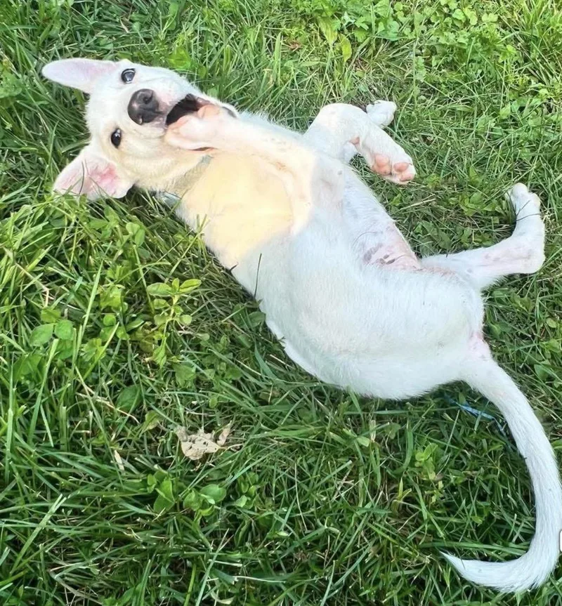 A baby large-sized female White / Cream Great Pyrenees dog named Piggles for adoption in Brooks, ME