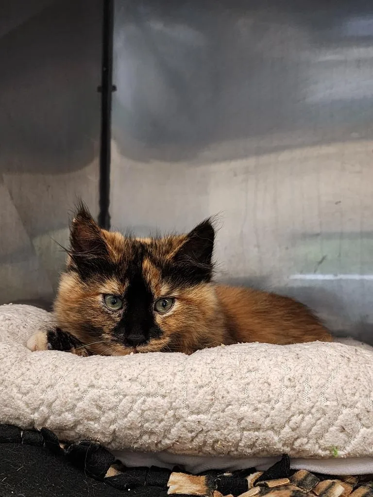 A baby medium-sized female Domestic Medium Hair cat named Azula for adoption in Virginia, MN
