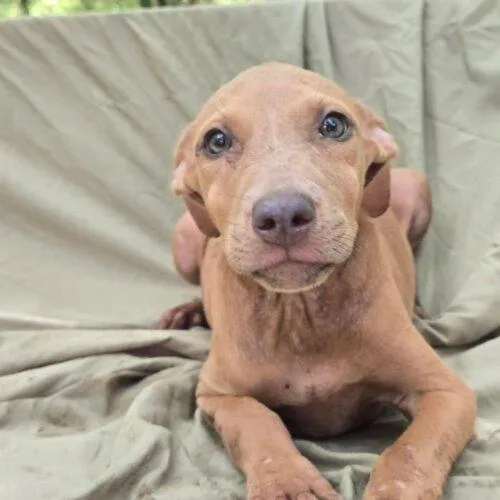 A baby small-sized female Yellow / Tan / Blond / Fawn Pit Bull Terrier dog named Ashlyn for adoption in Jackson, LA
