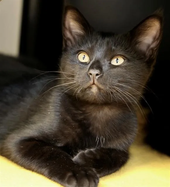 Tabitha