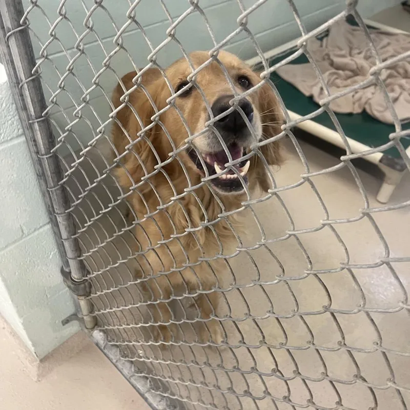 A baby medium-sized female Golden Retriever dog named Avalon for adoption in Newark, NJ