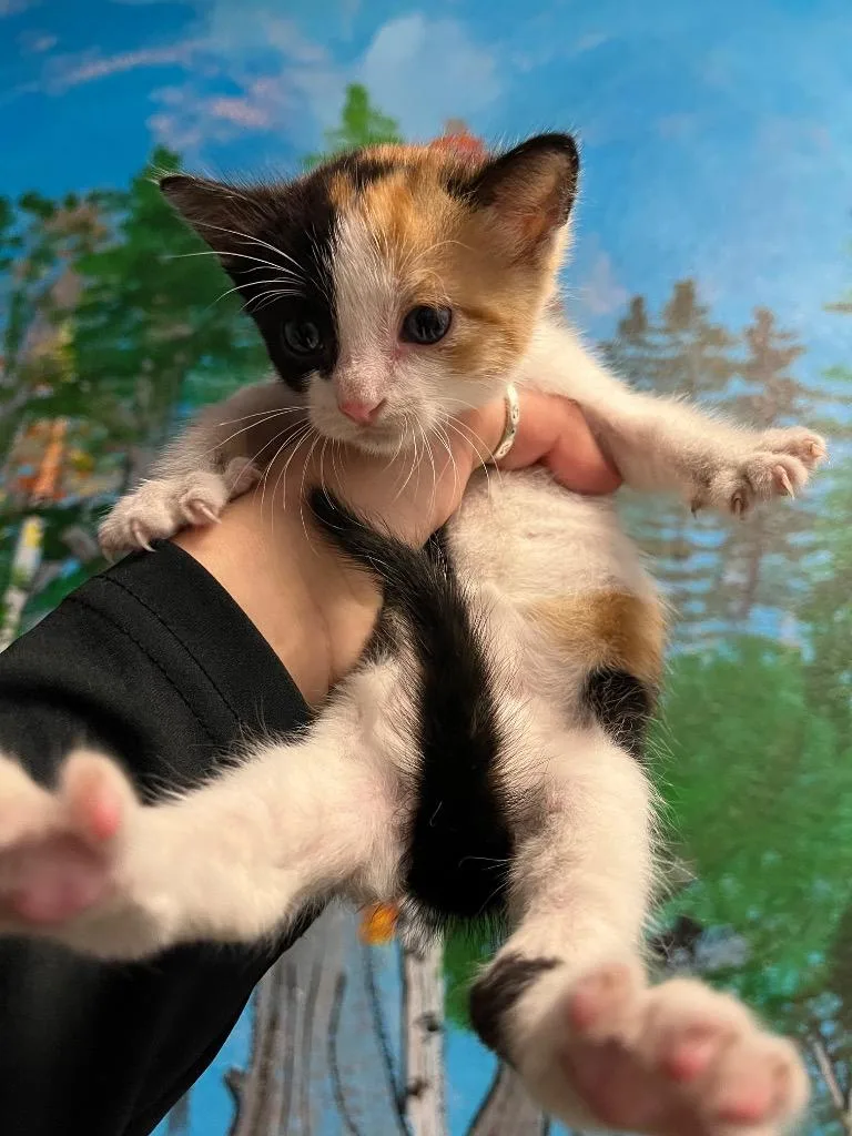 A baby medium-sized female Domestic Short Hair cat named Jelly Belly for adoption in New Braunfels, TX