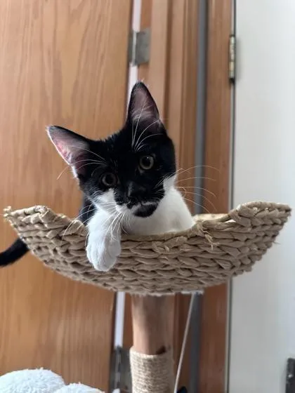 A baby small-sized male Domestic Short Hair cat named Domino for adoption in Hillsboro, OR