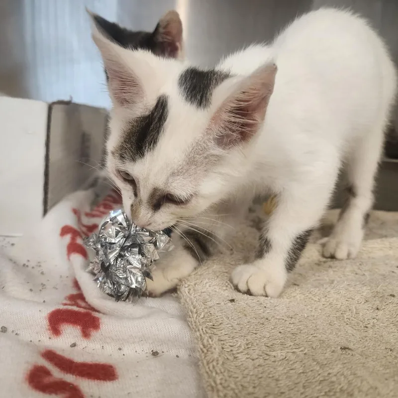 A baby small-sized male White Domestic Short Hair cat named Lucky Charms for adoption in Evensville, TN