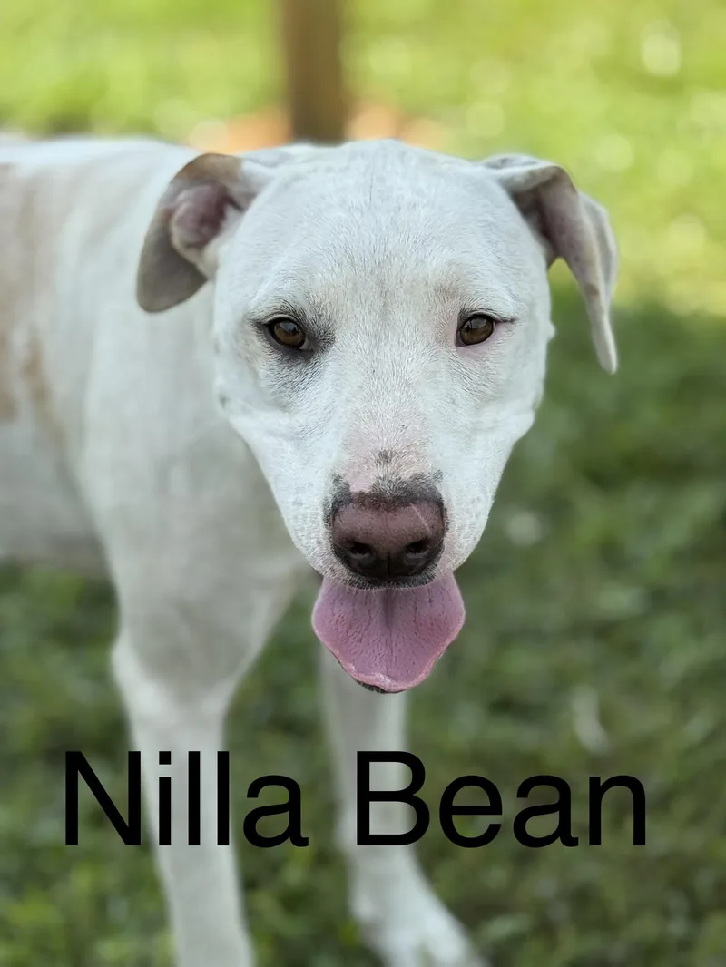 Nilla Bean