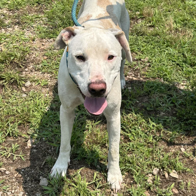 Nilla Bean thumbnail 3