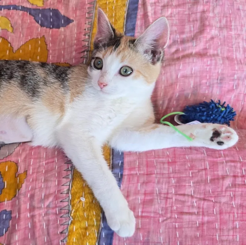 A baby small-sized female Domestic Short Hair cat named Yukon for adoption in East Greenwich, RI