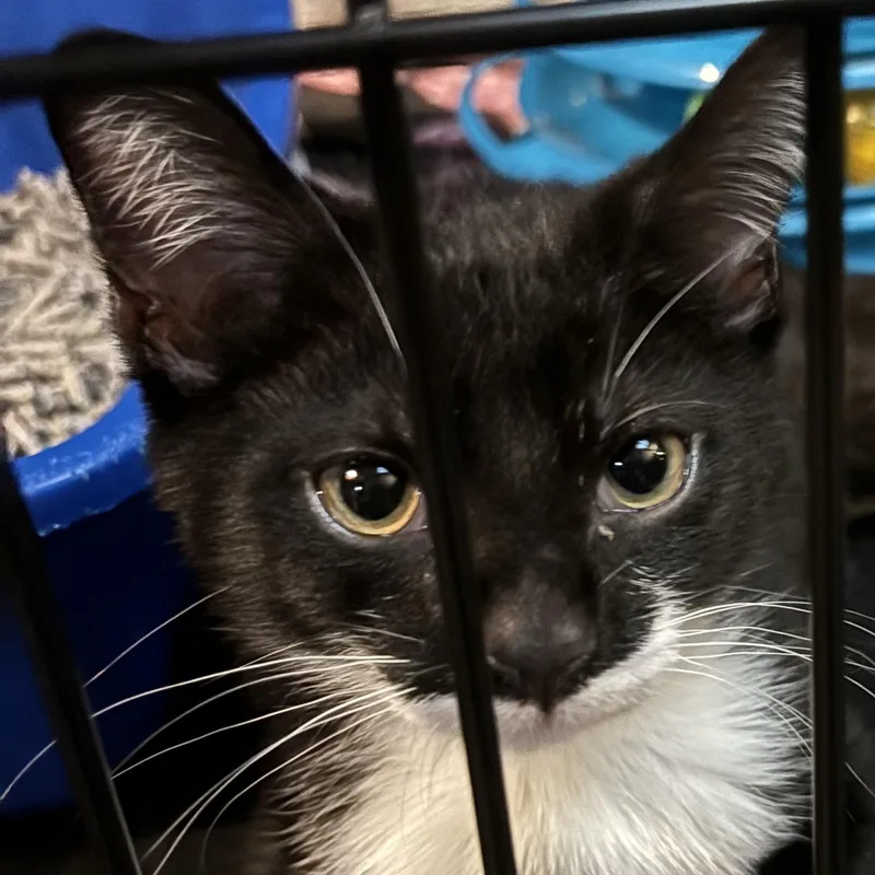 A baby medium-sized female Black & White / Tuxedo Domestic Short Hair cat named Roberta for adoption in Washington, PA